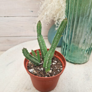 Stapelia leendertziae