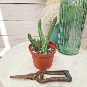 Stapelia leendertziae