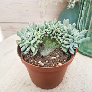 Echeveria &lsquo;Topsy Turvy&rsquo; cristata