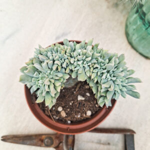 Echeveria &lsquo;Topsy Turvy&rsquo; cristata