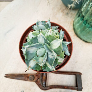 Agave isthmensis ‘Orhi Razin Shirifukurin’