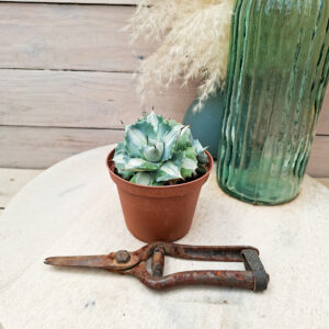 Agave isthmensis ‘Orhi Razin Shirifukurin’