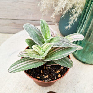 Tradescantia sillamontana ‘Variegata’