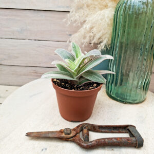 Tradescantia sillamontana ‘Variegata’