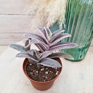 Tradescantia sillamontana &lsquo;Variegata&rsquo;