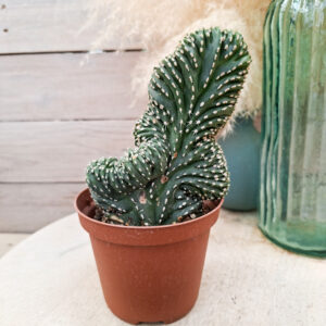 Lophocereus marginatus cristata