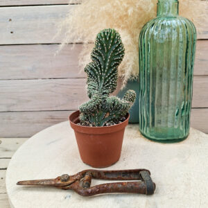 Lophocereus marginatus cristata