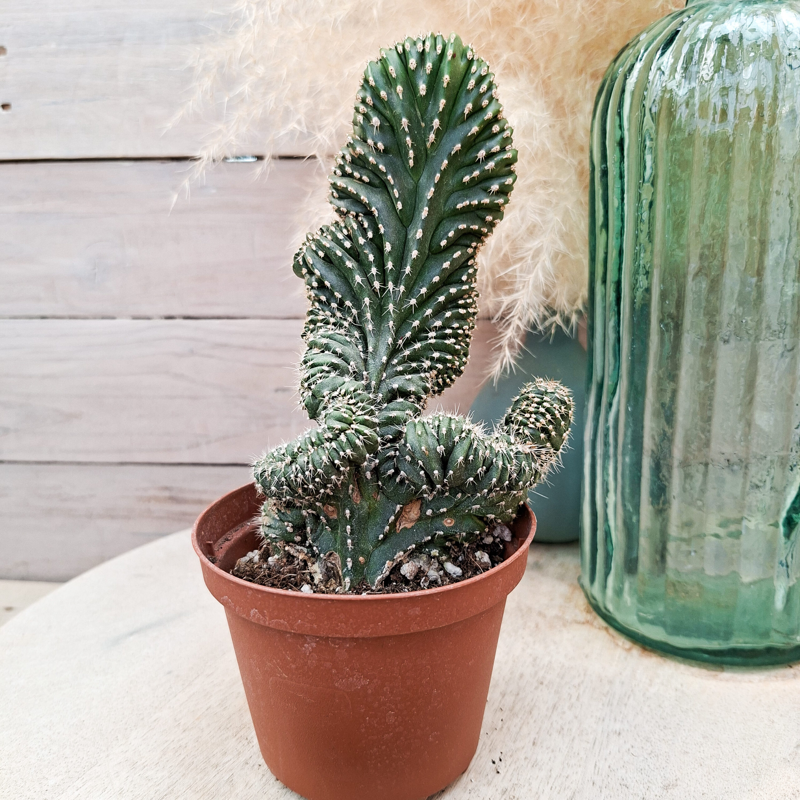 Lophocereus marginatus cristata – Image 3