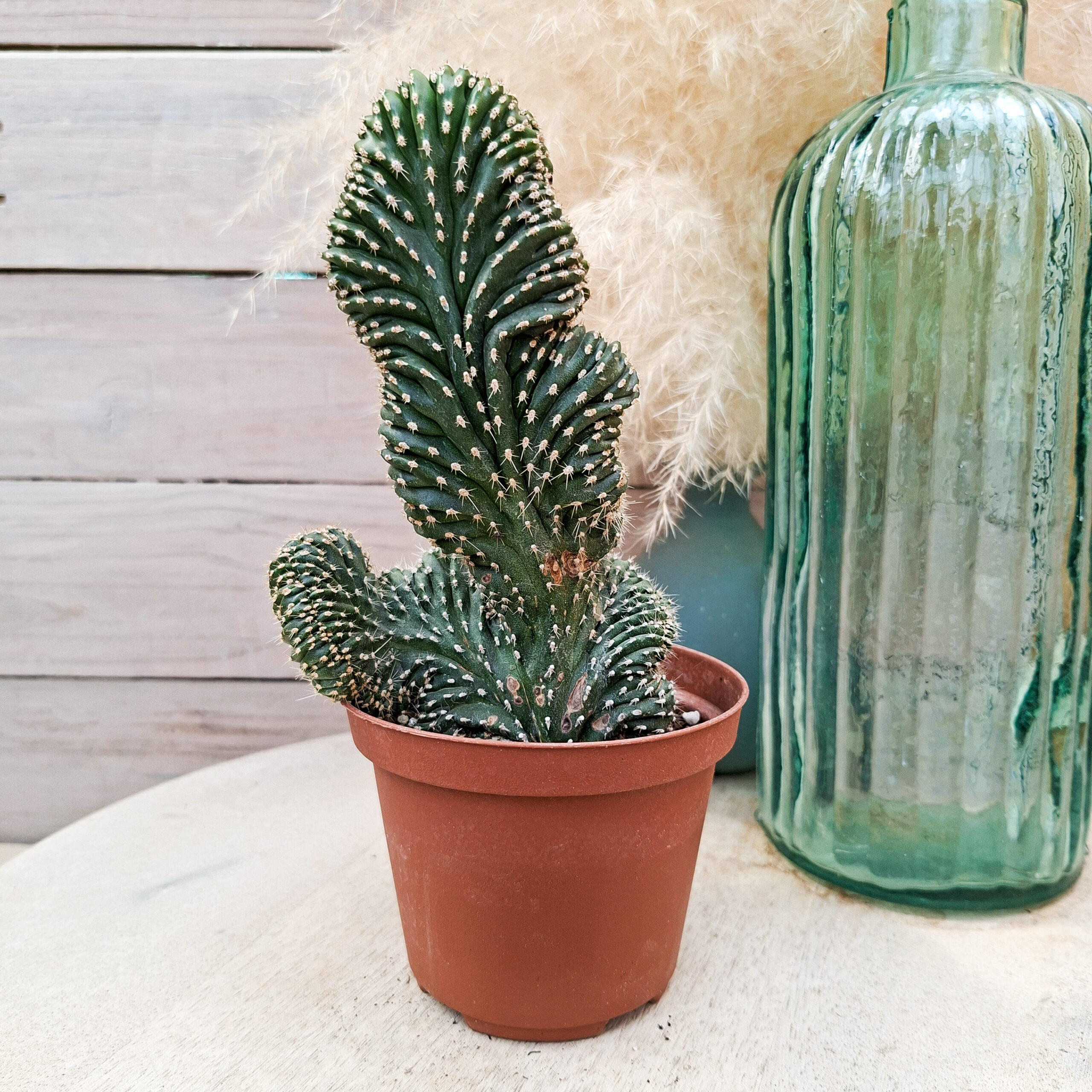 Lophocereus marginatus cristata – Image 4