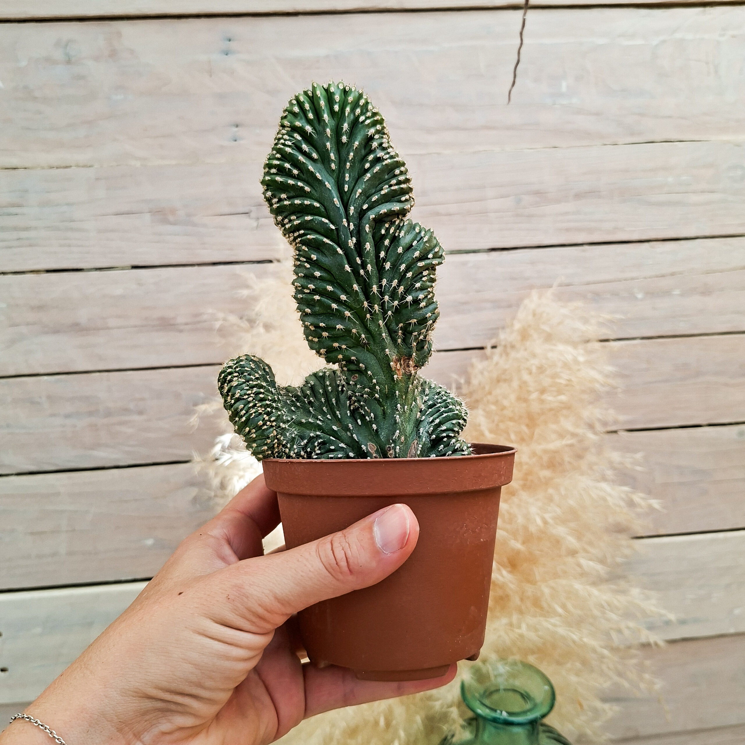 Lophocereus marginatus cristata
