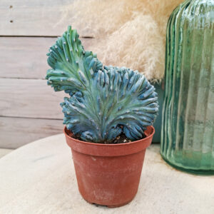 Myrtillocactus geometrizans &lsquo;Strictum&rsquo; cristata