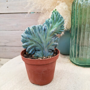 Myrtillocactus geometrizans &lsquo;Strictum&rsquo; cristata