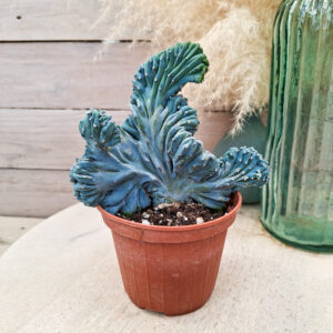 Myrtillocactus geometrizans &lsquo;Strictum&rsquo; cristata