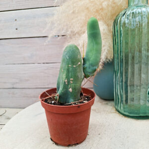Trichocereus bridgesii monstruosus