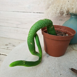 Cleistocactus colademononis f. inermis