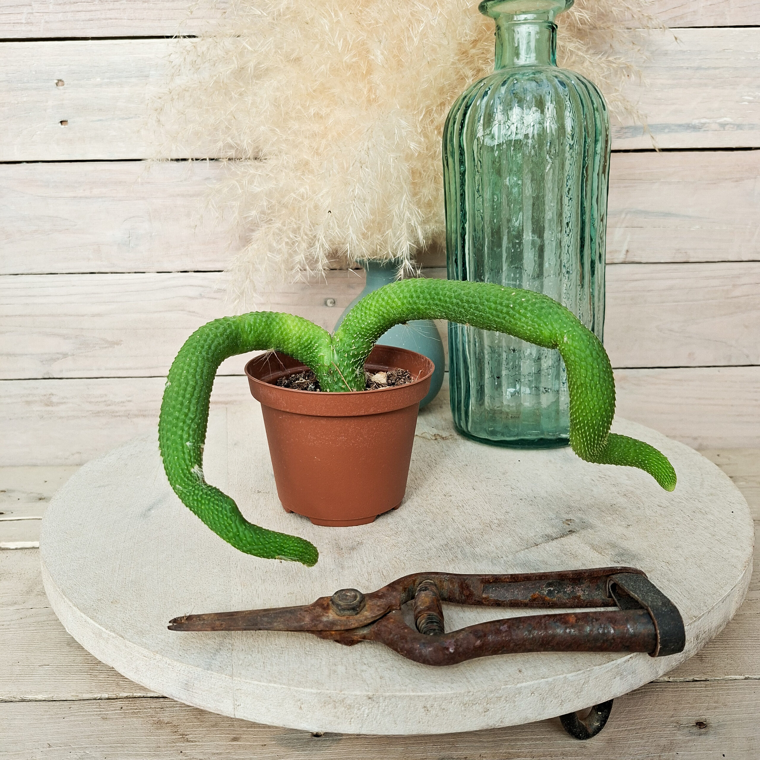 Cleistocactus colademononis f. inermis – Image 2