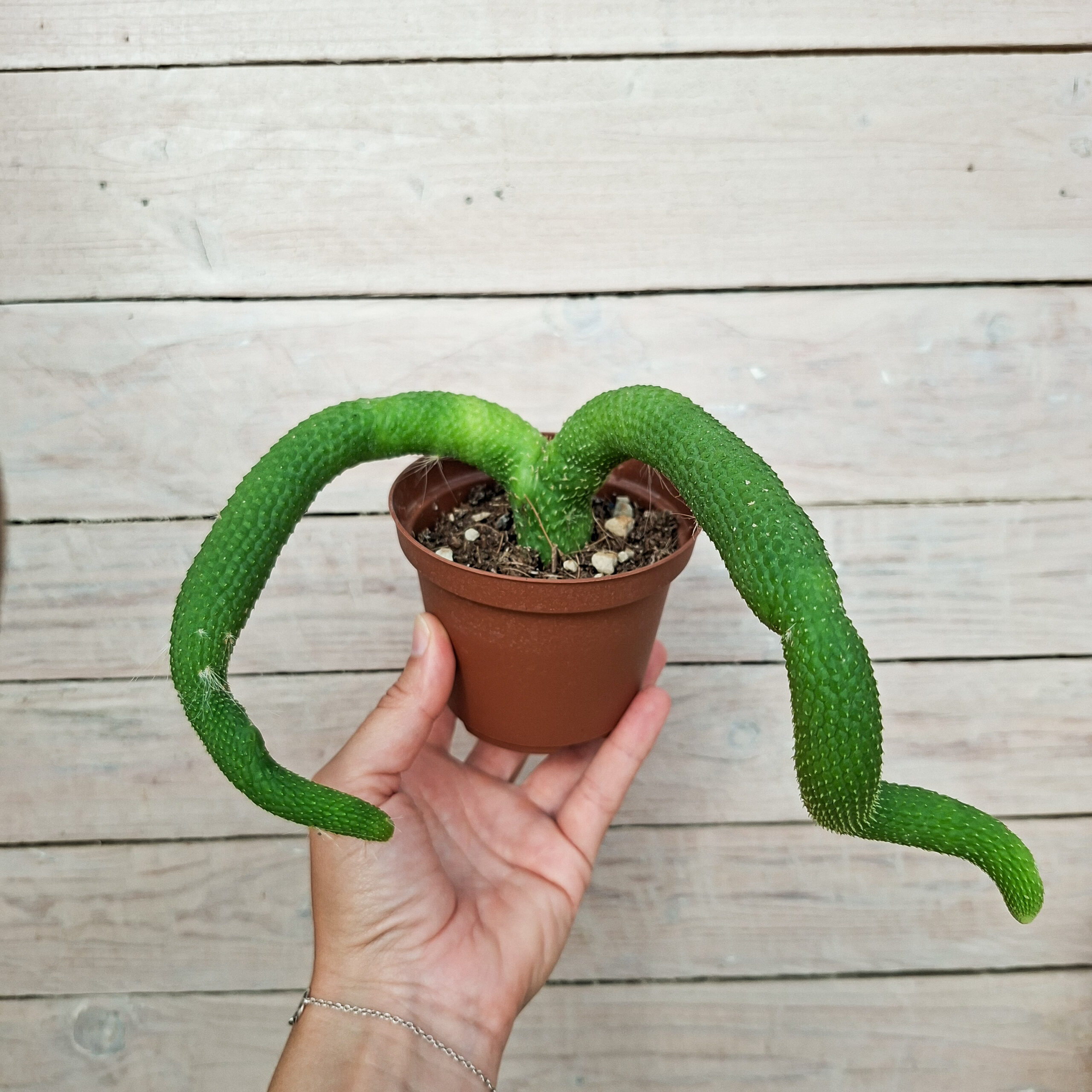 Cleistocactus colademononis f. inermis – Image 3