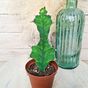 Euphorbe pseudocactus ‘Zig Zag’