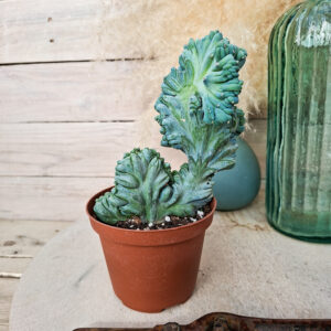 Myrtillocactus geometrizans ‘Strictum’ cristata
