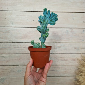 Myrtillocactus geometrizans ‘Strictum’ cristata
